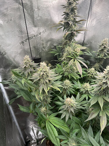 Growreport Bild 19