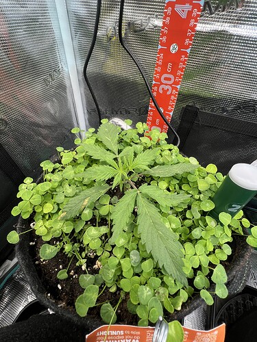 Growreport Bild 3