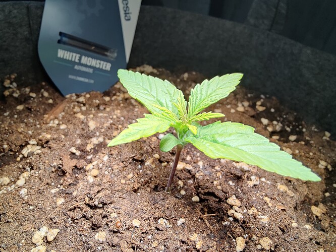 Growreport Bild 17