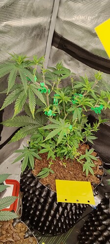 IMG_20251012_093851243