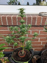 PXL_20240719_100640217