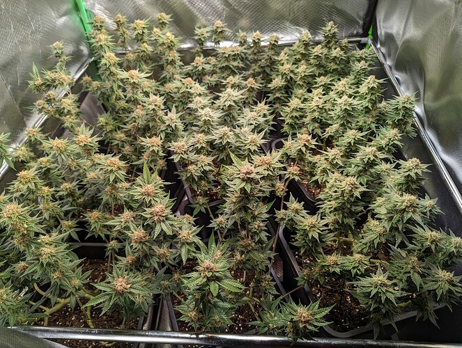 Growreport Bild 1