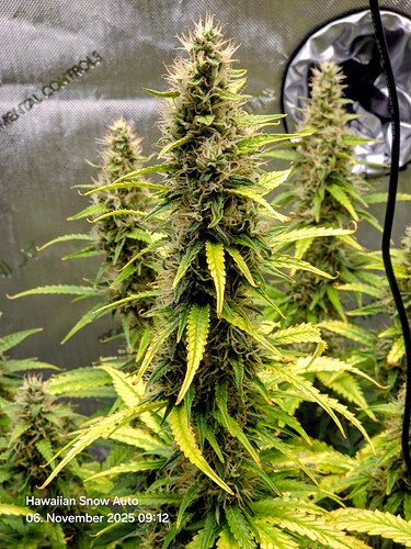 Growreport Bild 9