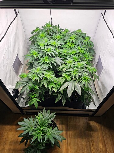 Growreport Bild 1