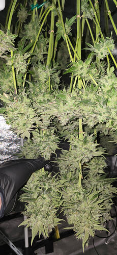 Growreport Bild 30