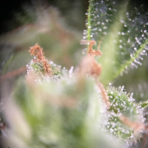 Growreport Bild 14