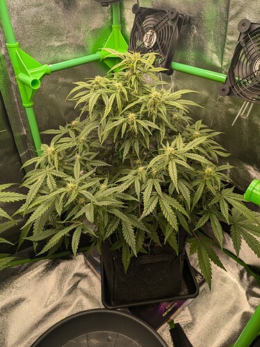 Growreport Bild 4