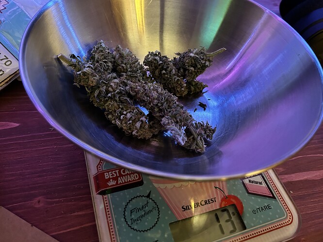 Cannabis-Buds in einer Metallschüssel auf einer digitalen Küchenwaage, die 13 Gramm anzeigt.