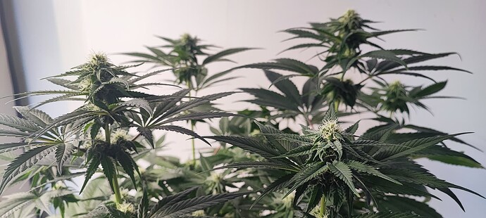 Growreport Bild 13
