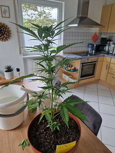 WhatsApp Image 2024-05-24 at 16.08.16