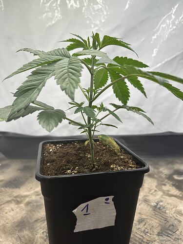 Growreport Bild 5