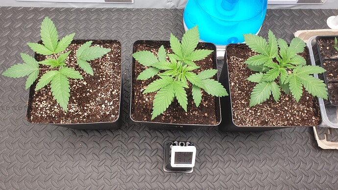 Growreport Bild 3