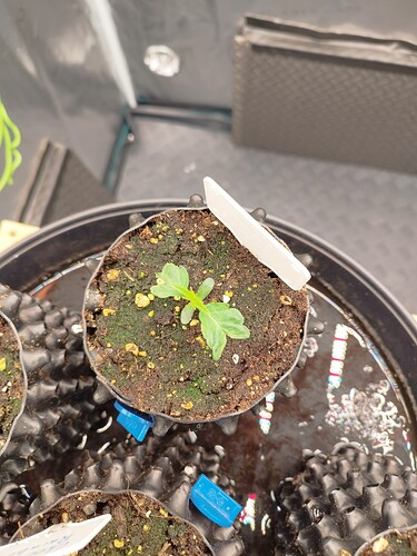 Growreport Bild 3