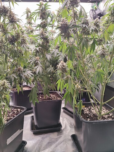 Growreport Bild 21