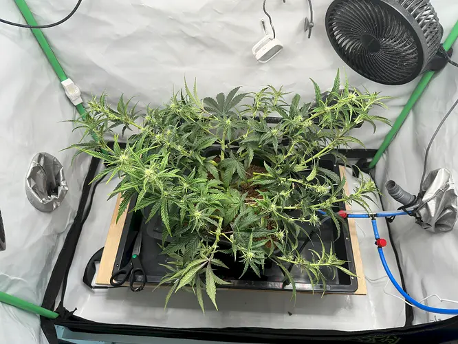 Growreport Bild 3