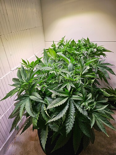 Growreport Bild 2