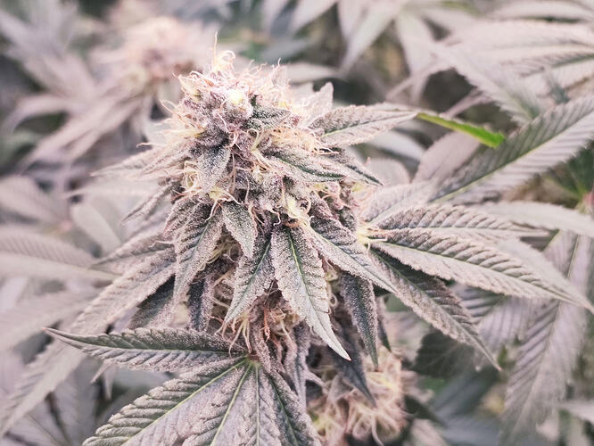 Growreport Bild 137