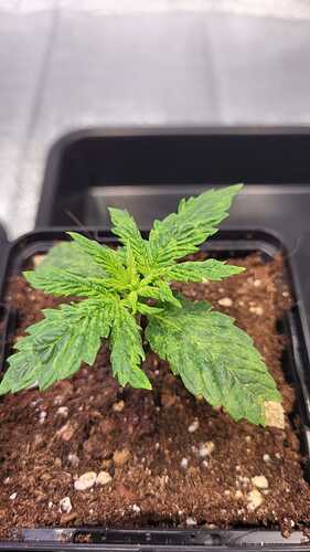Growreport Bild 12