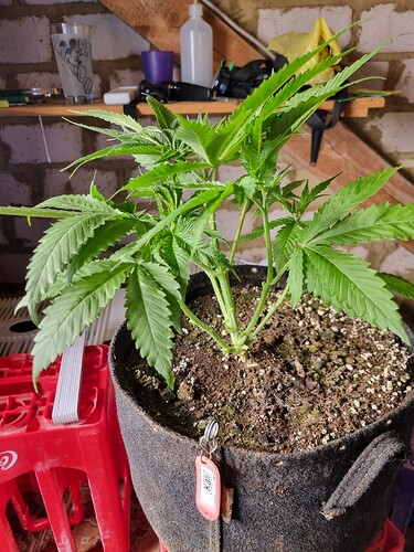 Eine junge Cannabispflanze in einem Vliesstofftopf, die sich in der Wachstumsphase befindet. Die Pflanze hat mehrere Verzweigungen und breite, gezackte Blätter. An einem Schlüsselring am Topf hängt ein kleines Namensschild mit der Aufschrift "Kali".