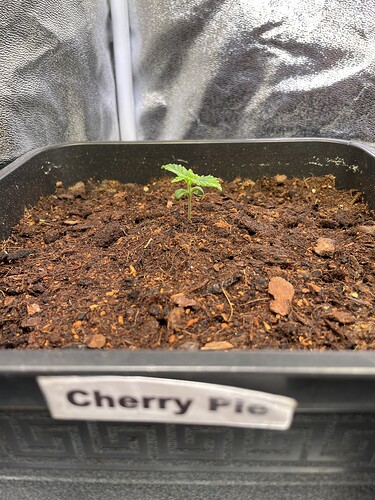Growreport Bild 5