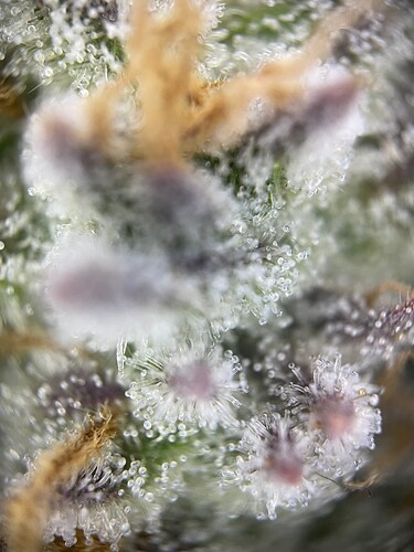 slh9