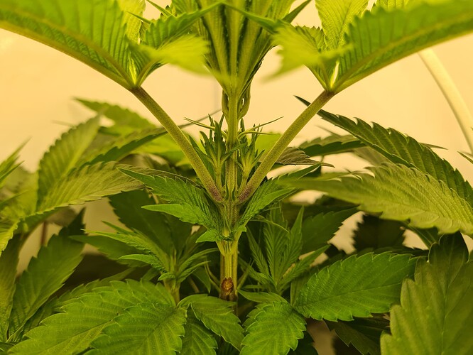Growreport Bild 1