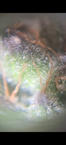 Growreport Bild 7