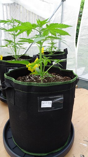 Growreport Bild 9