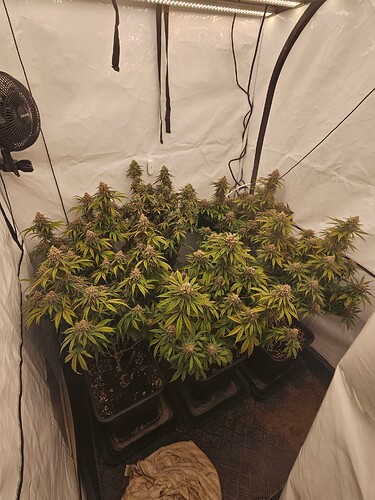 Growreport Bild 1