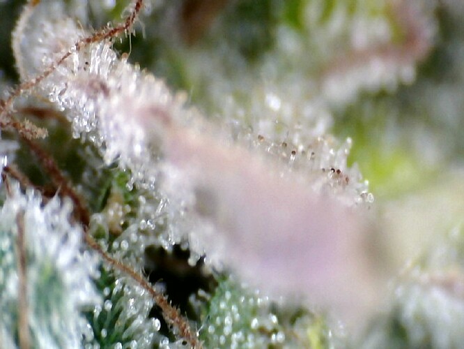 Growreport Bild 13