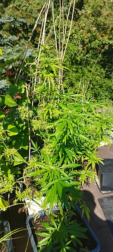 Growreport Bild 9