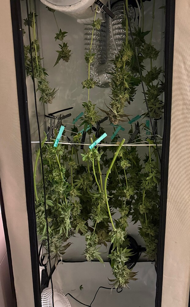 First Grow: Super Lemon Haze als Scrog im 60x60 Zelt