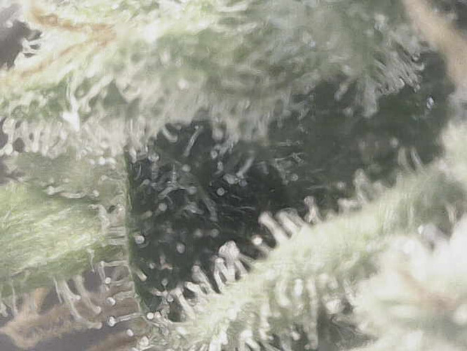 Growreport Bild 16