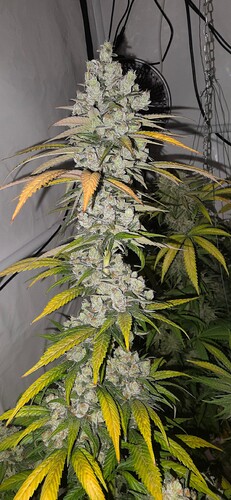 Growreport Bild 87