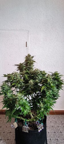 Growreport Bild 9