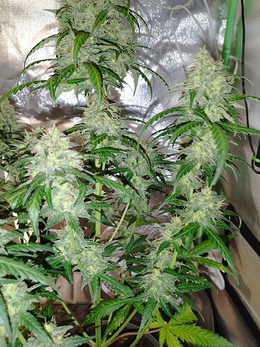 Eine Cannabis-Pflanze in der Blütephase mit mehreren dichten Blütenständen, die mit Trichomen bedeckt sind.