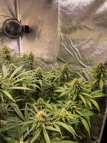Growreport Bild 3