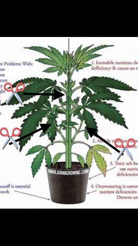 Growreport Bild 43