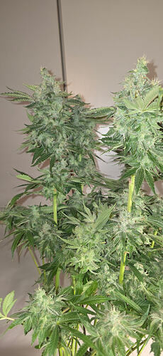Growreport Bild 53