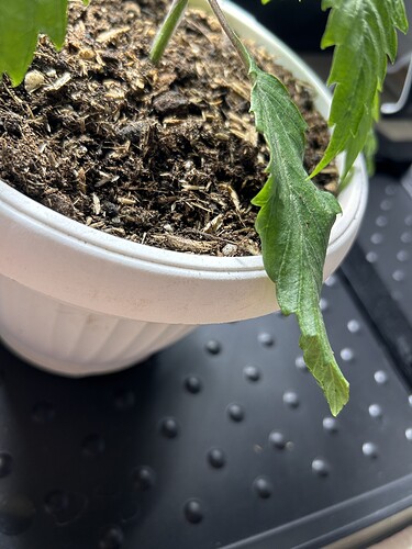 Growreport Bild 8