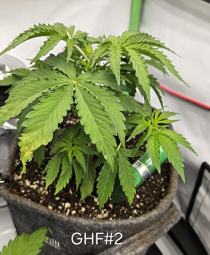 Growreport Bild 29