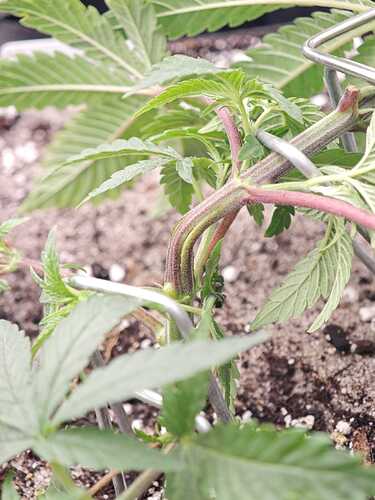 Growreport Bild 10