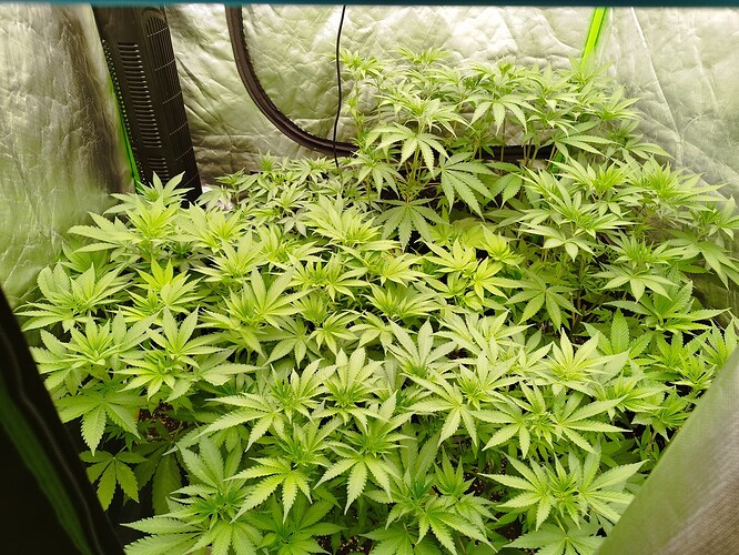 Viele junge Cannabispflanzen in einem Zelt, die sich gut entwickeln.