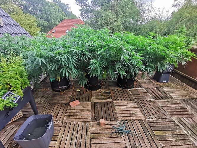 Growreport Bild 4