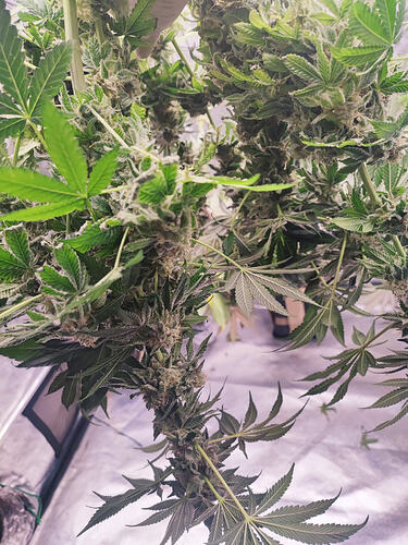 Growreport Bild 74