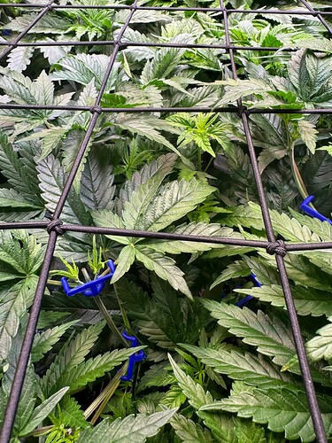 Growreport Bild 8