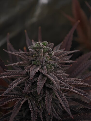 Growreport Bild 16