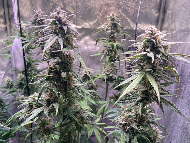 Growreport Bild 7