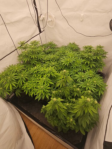 Growreport Bild 1