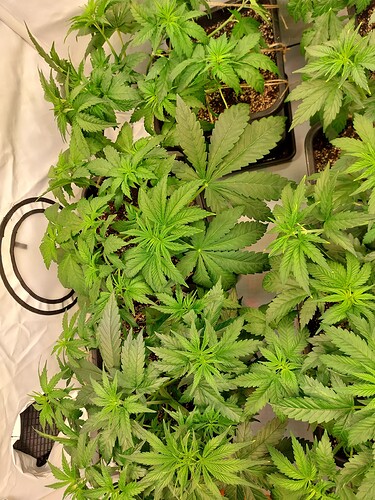 Growreport Bild 2